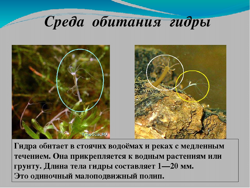 Кракен дарк шоп